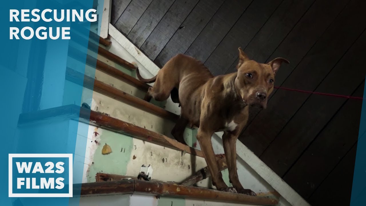 Caught on Camera - Pup Rescued By Brother Who Went To Jail  - Hope For Dogs | My DoDo