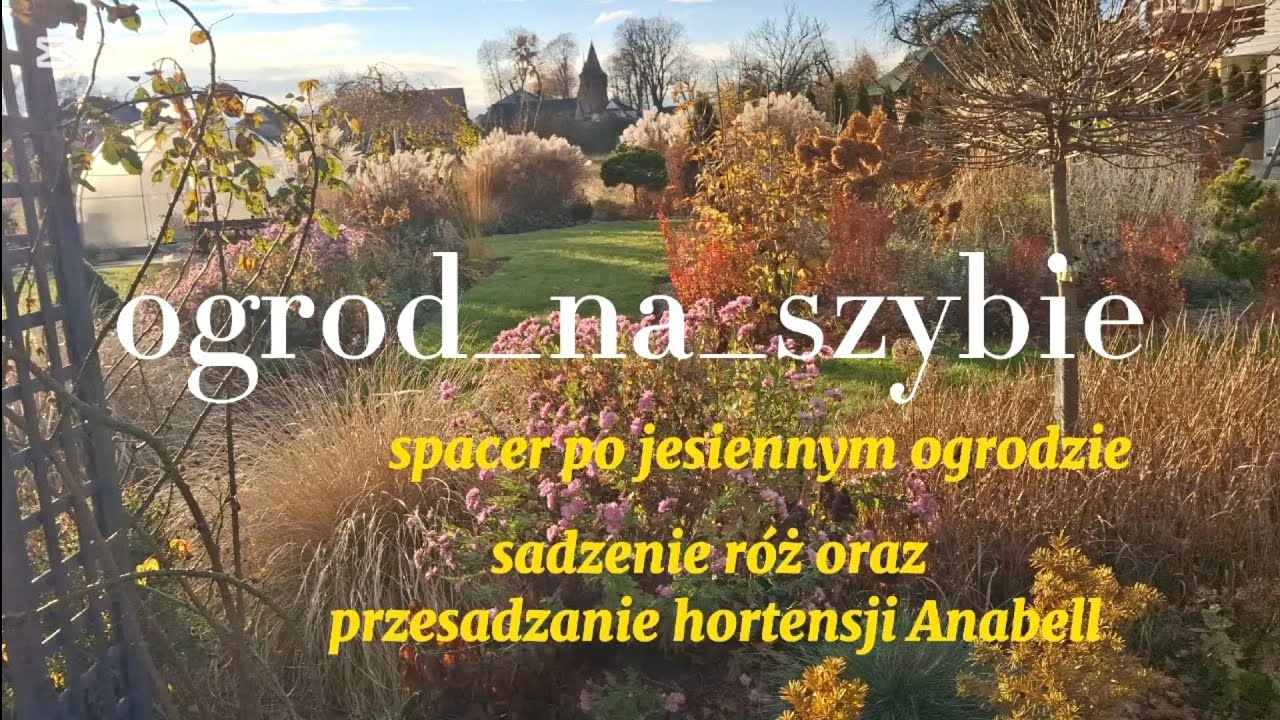  Jesienny ogród🌾🍁💚🍂, co kwitnie mimo chłodów, a co cudnie wygląda. Sadzenie róż i Anabellki 