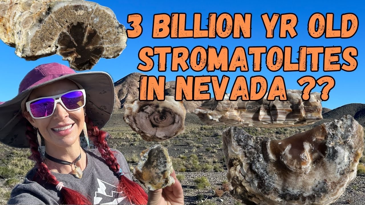 Petrified Wood Stromatolites in Tonopah Nevada