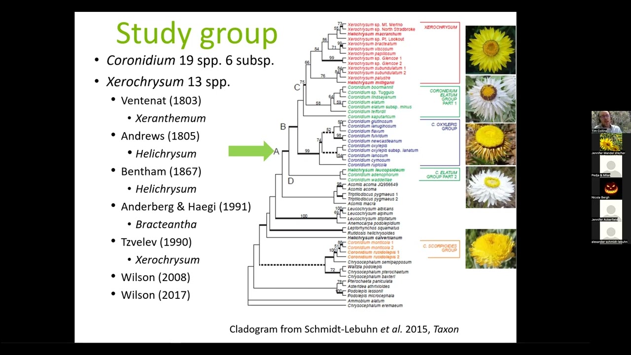 TICATalksMay2022 -- Radiation of Australian Xerochrysum (Gnaphalieae; Compositae with Tim Collins