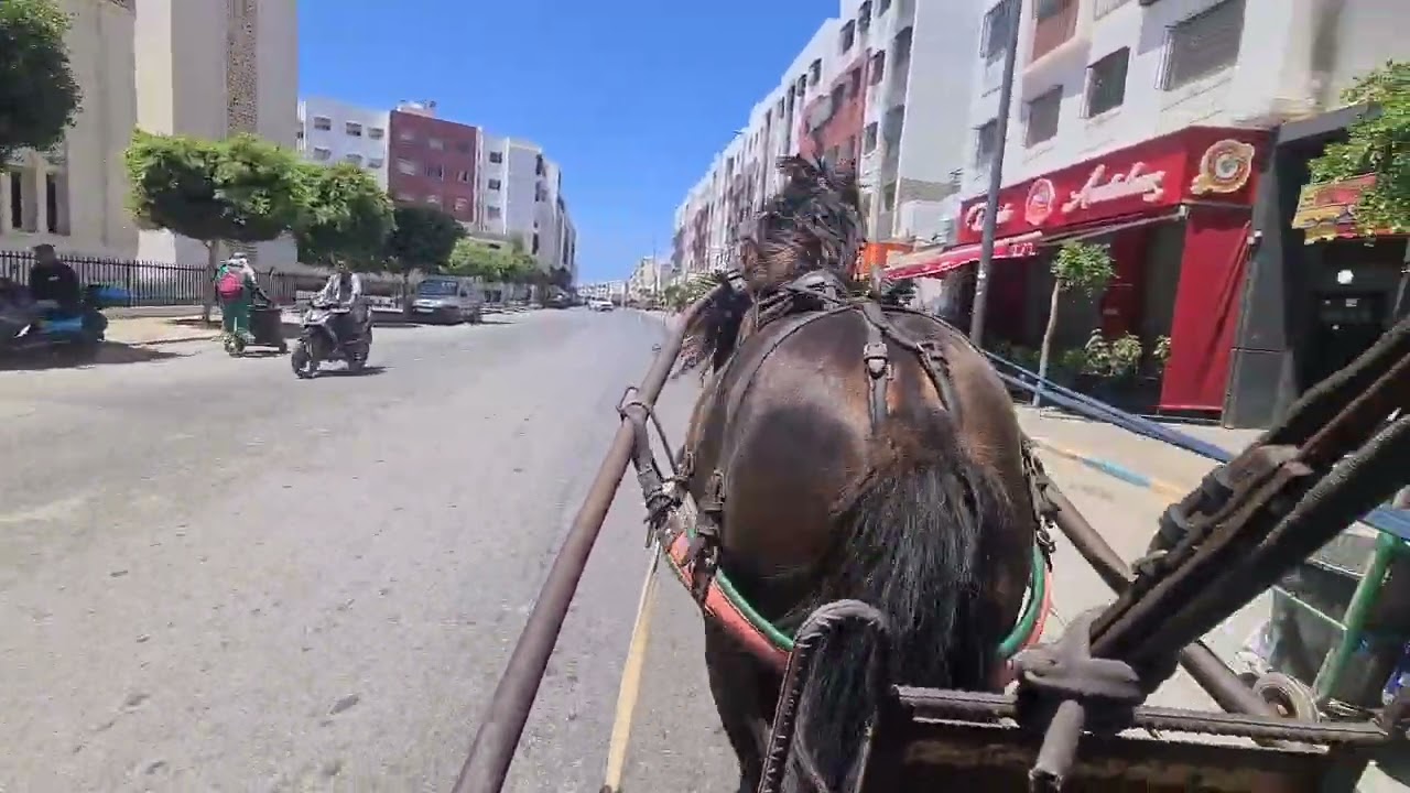 خيل جران