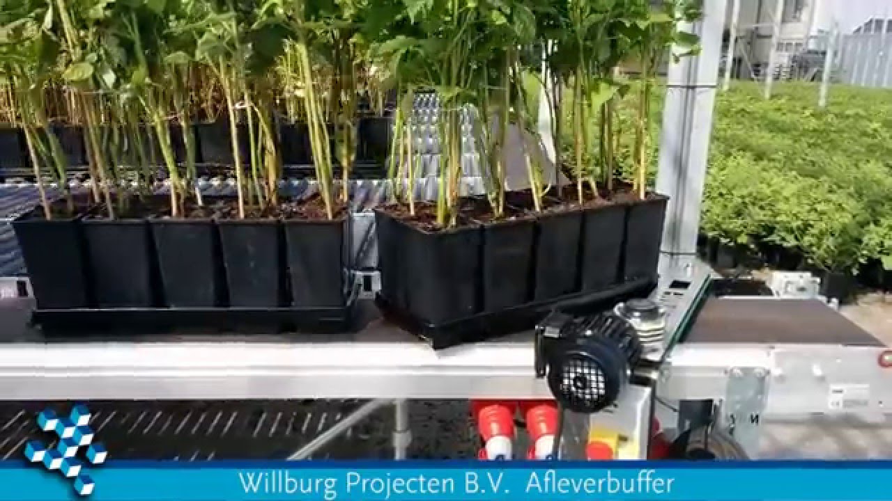 Willburg Projecten B.V. - Dispatch system for fruit trees