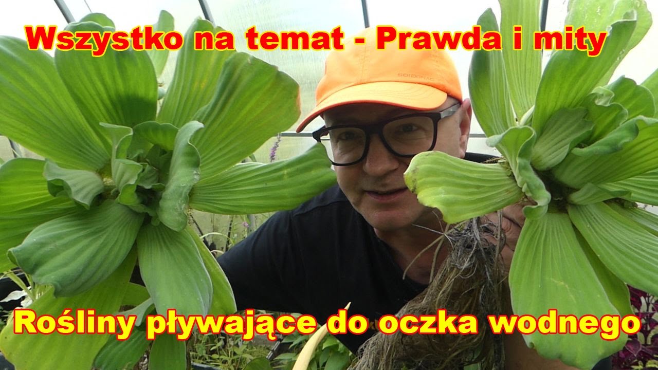 Rośliny pływające do oczka wodnego