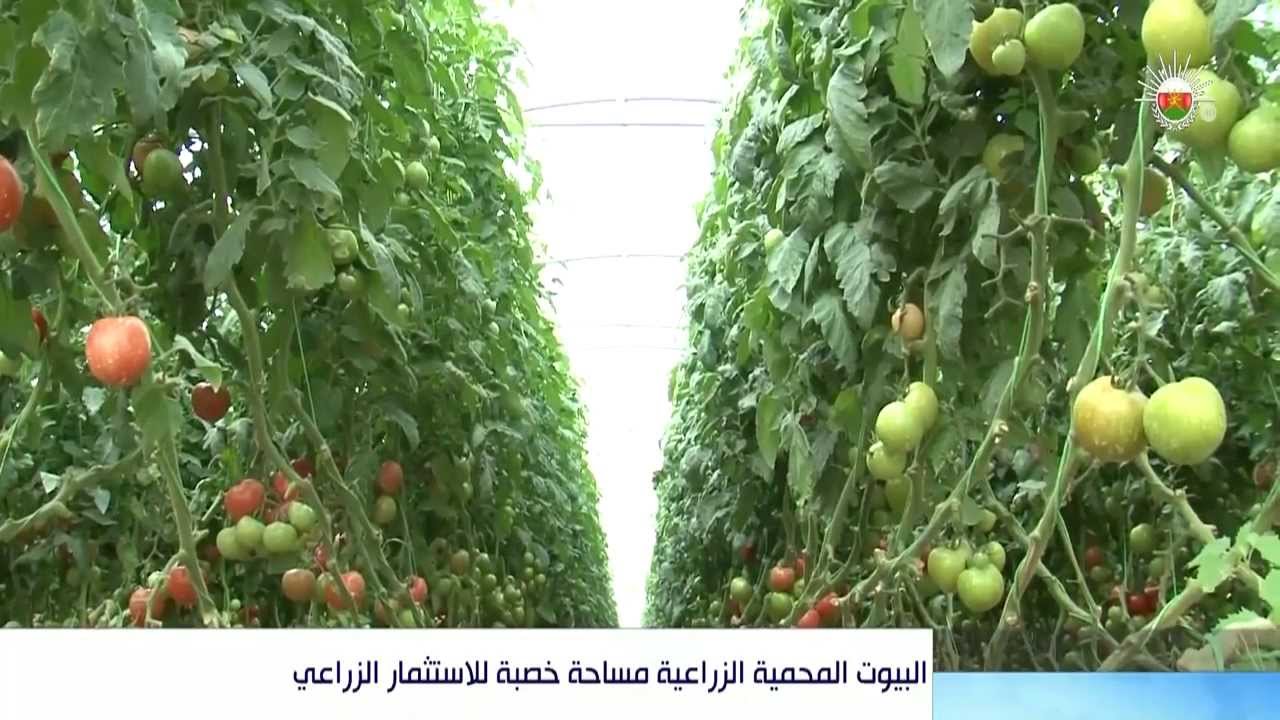 البيوت المحمية الزراعية مساحة خصبة للاستثمار الزراعي