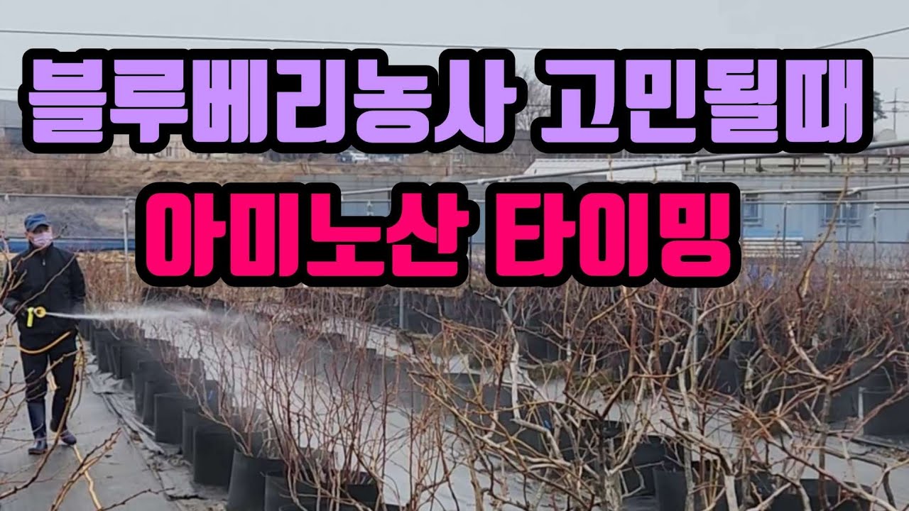 2026블루베리 농사 망하기 전에 꼭 해야 할 아미노산 관리법