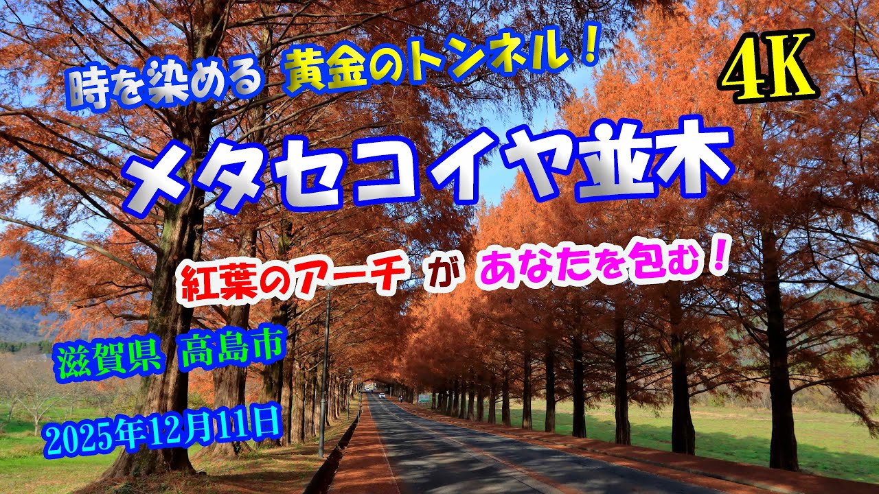 時を染める黄金のトンネル！【メタセコイヤ並木】 【4K】 紅葉のアーチがあなたを包む！【Metasequoia Trees】 December 9 , 2025
