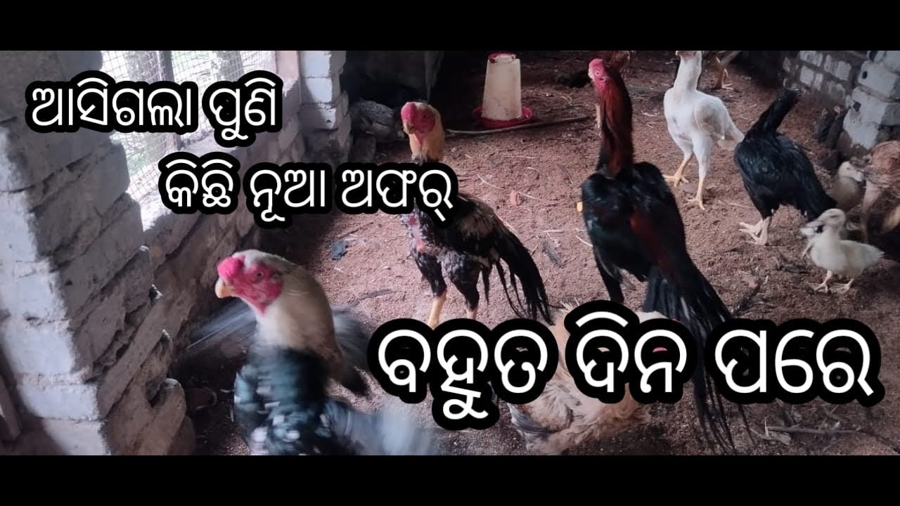 ମୋ ଫାର୍ମ କୁ visit  କରନ୍ତୁ ଆଉ offer ର ଫୁଲ୍ ମଜା ଉଠାନ୍ତୁ #chicken #kendrapara #parrotbeak