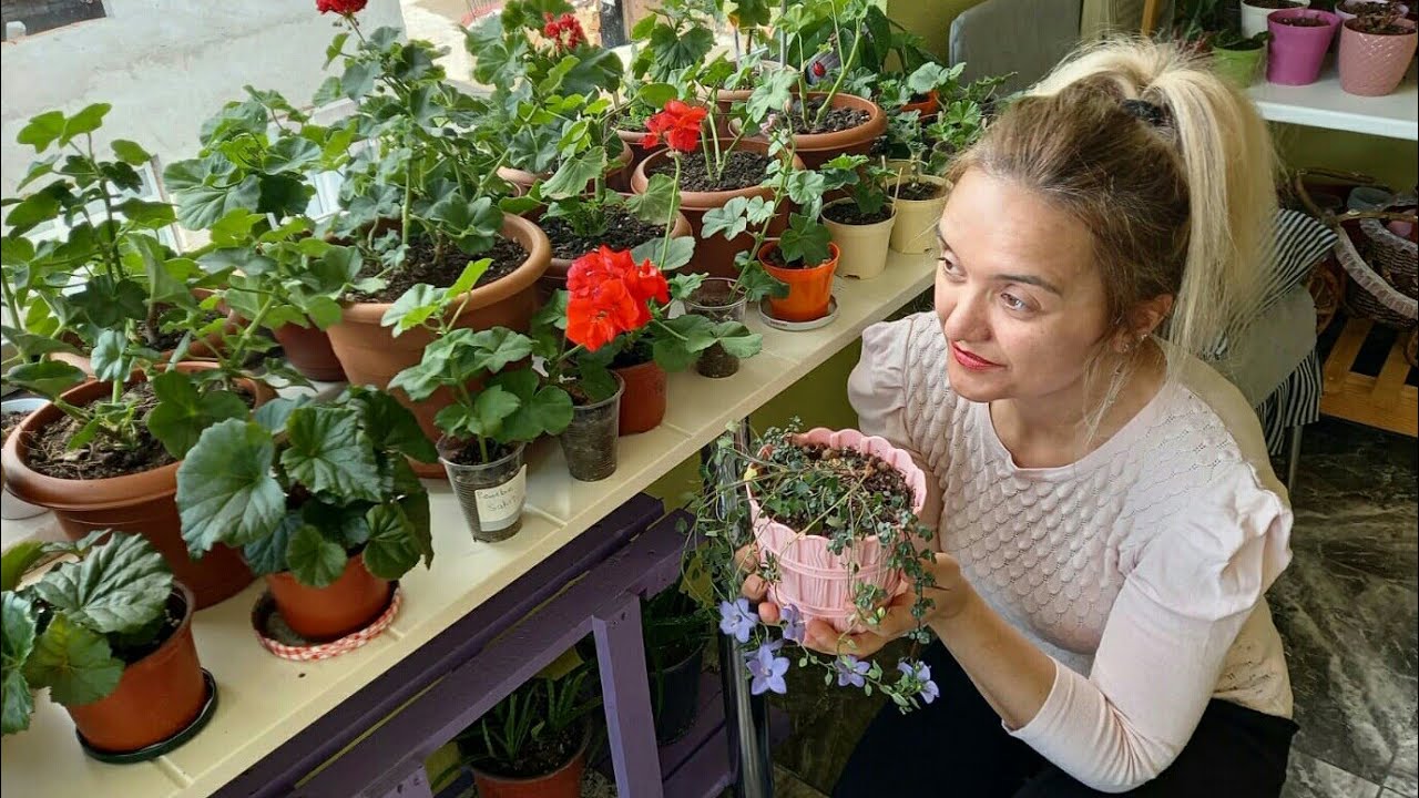 TERASTAKİ ÇİÇEKLERİM / TERAS BAHÇEM / CANLI ÇİÇEKLER / SASKI ÇİÇEKLERİ / EVDEKİ ÇİÇEKLERİM 🔥💙