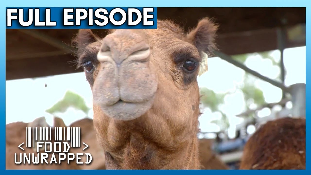 Camel Milk vs Supermarket Foods - Are You Paying More for the Same Thing? | Food Unwrapped