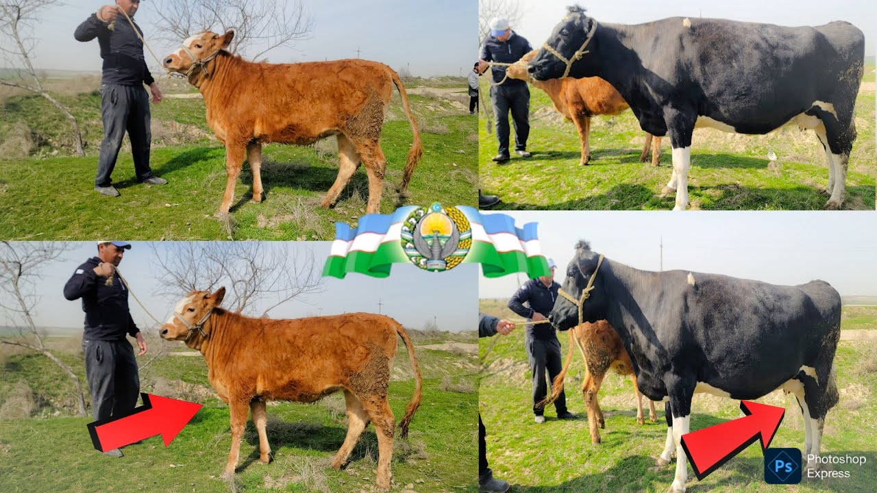 DEHQONDAN 2 BOSH GUG'OZ GALISHTIN SOTILADI TEZ KURIG ARZON BULDI