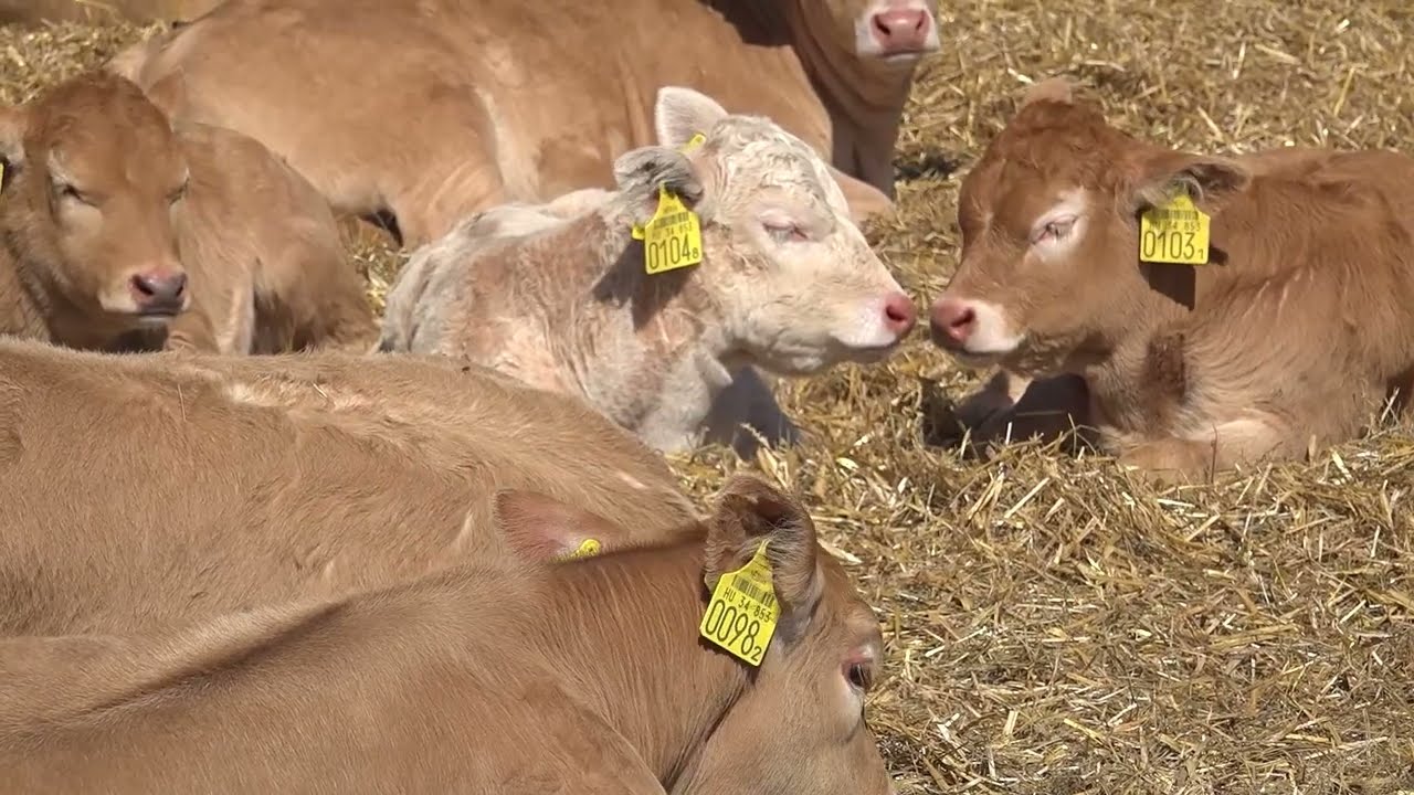 TÉLENNYÁRON KISGYULA s