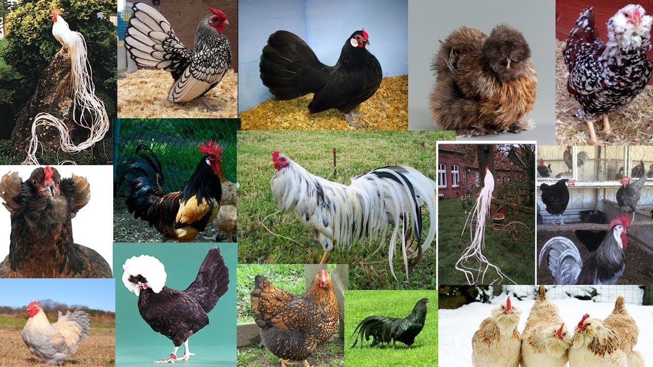 TOP 20 - RAÇAS MAIS BONITAS DE GALINHA/MOST BEAUTIFUL CHICKEN BREEDS