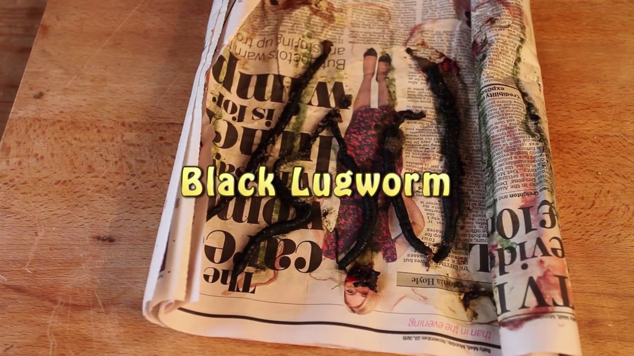Bass Fishing Baits - How To Fish Black Lugworm