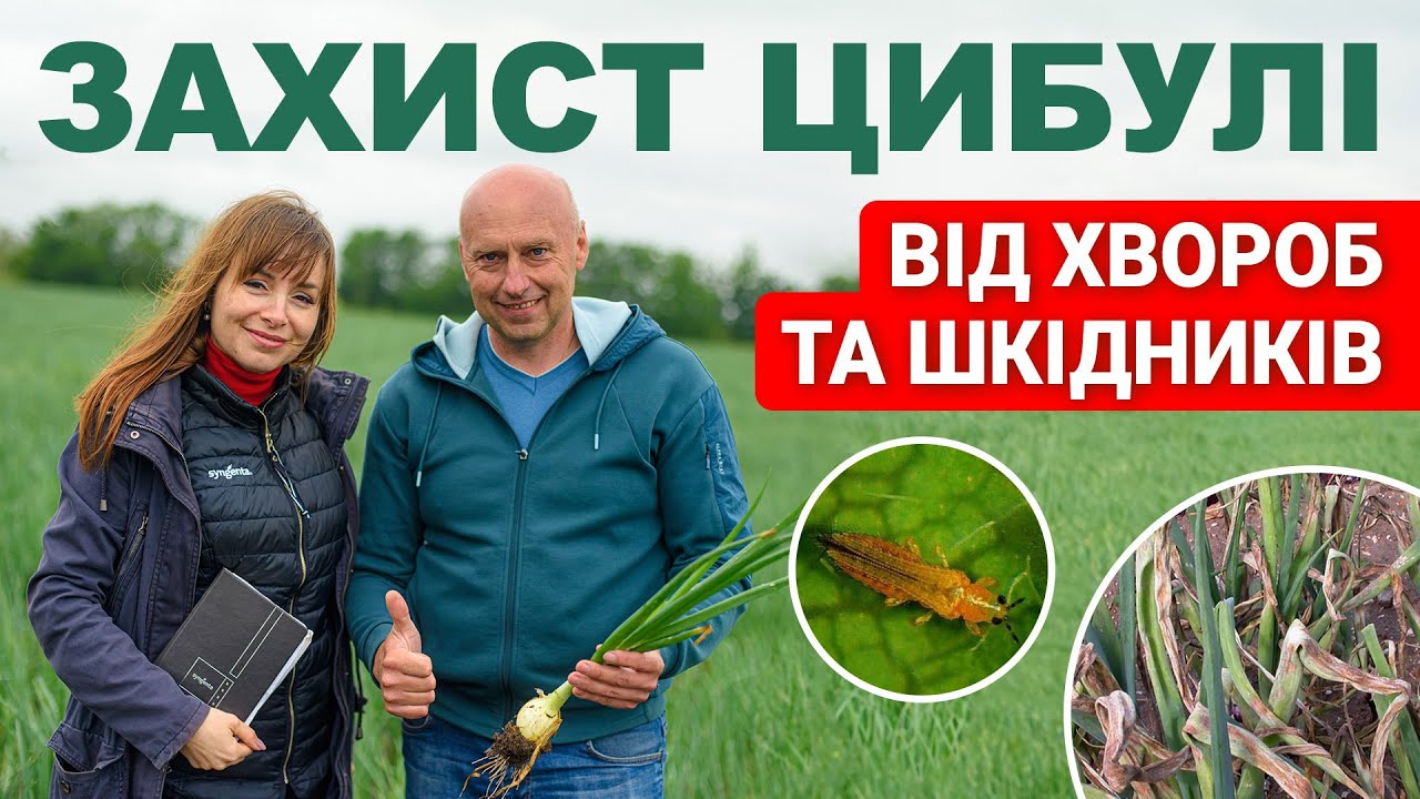 Ефективний захист цибулі від хвороб та шкідників: поєднання агротехнічних заходів та засобів захисту