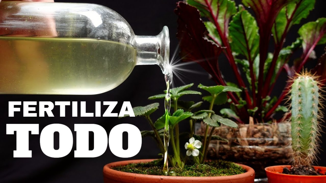 ♻️FERTILIZANTE Líquido BIOLÓGICO + BioPecera - 🍅ORGÁNICO 🌴
