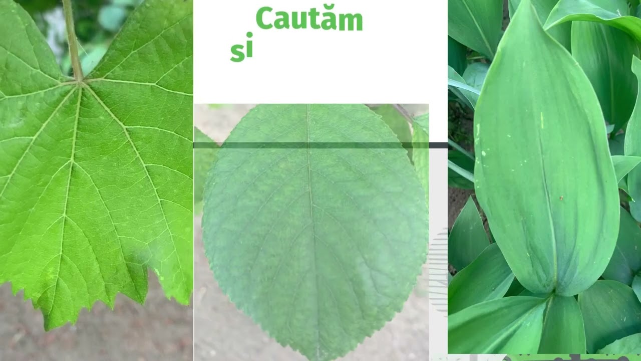 Simetria în natură