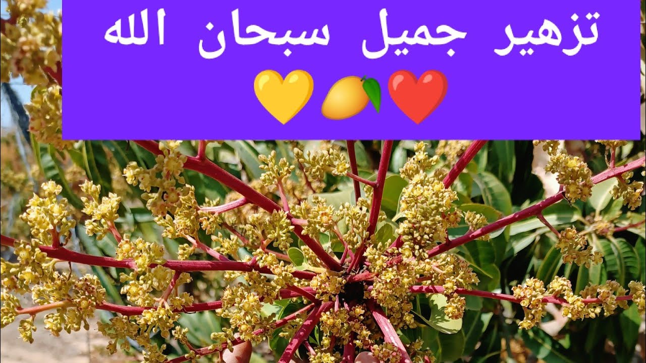 شاهد تزهير كثيف في صنف مانجو الكينت | تجربة تقليم أو تقصيف التزهير |  Kent's Mango Blooming 2021 🥭