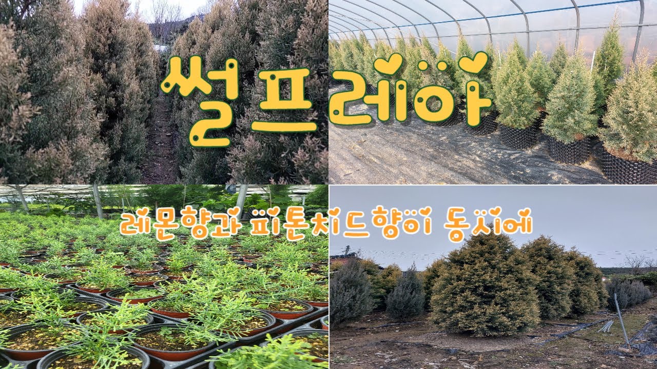인기수종 썰프레아 후회없을 나무라고 확신합니다 👍💕🌱