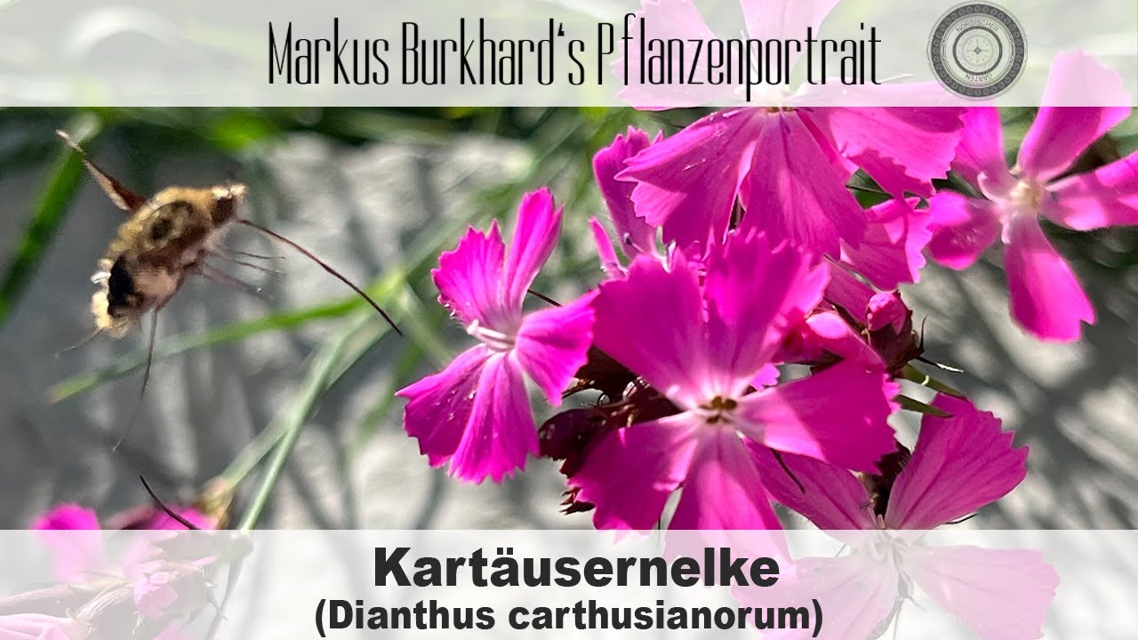 OMG hier tanken Schmetterlinge, Pflanze gegen Zahnweh, essbare wunderschöne Blüten, Kartäusernelke