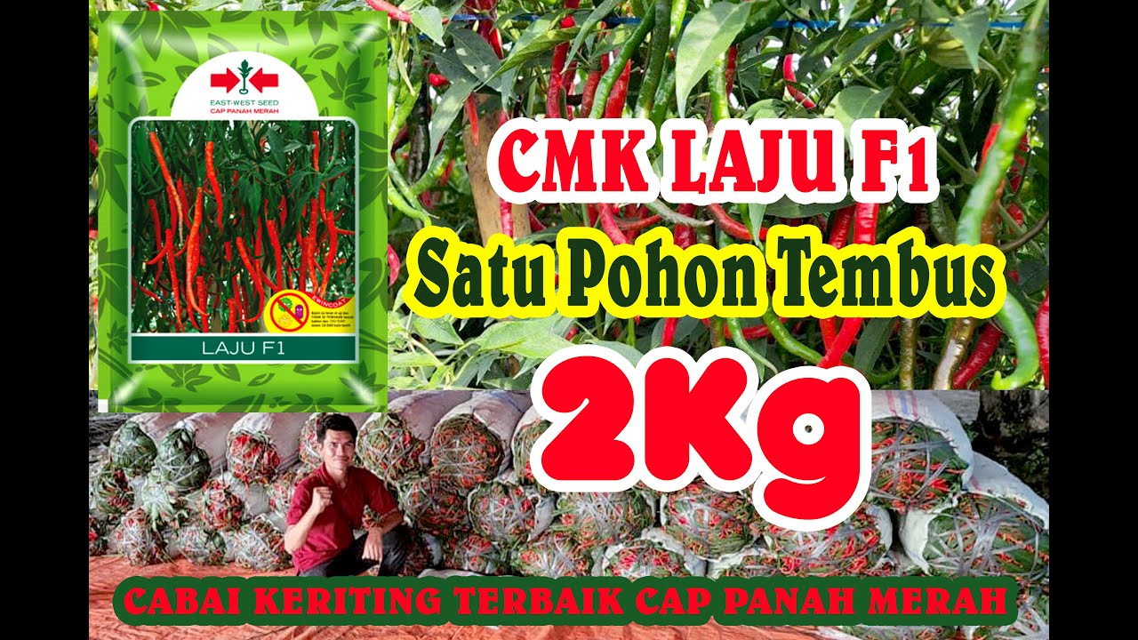 Cabai Terbaik Satu Pohon 2Kg CMK LAJU f1 Cap Panah Merah