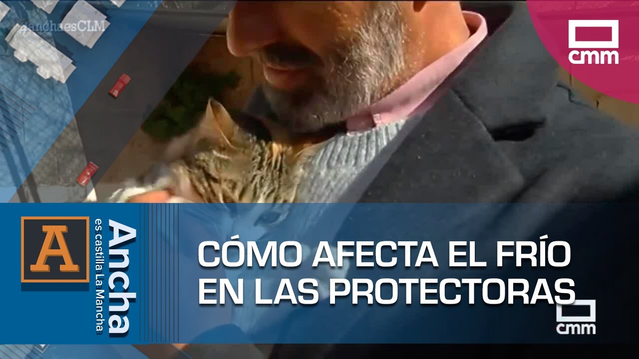 La acogida temporal: as&iacute; apoyamos a los refugios de animales | Ancha es Castilla-La Mancha