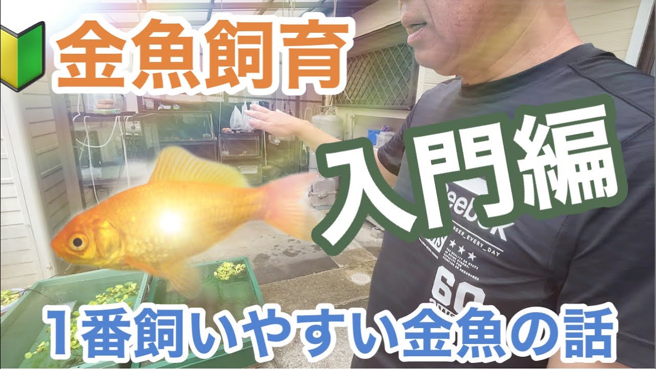 🔰金魚飼育入門　1番飼いやすい金魚はどれだ！？