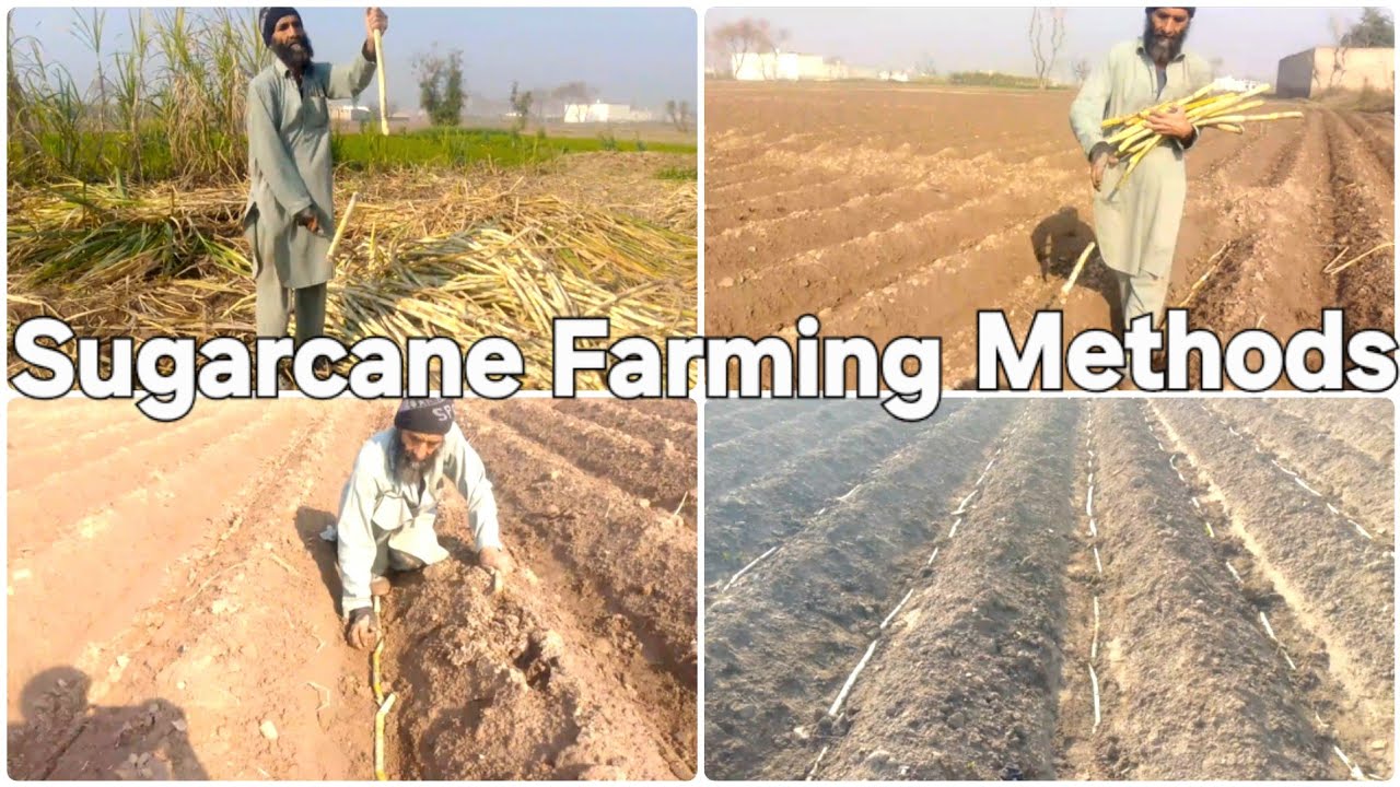 Sugarcane farming methods | how to grow sugarcane, land preparation for planting Sugarcane 