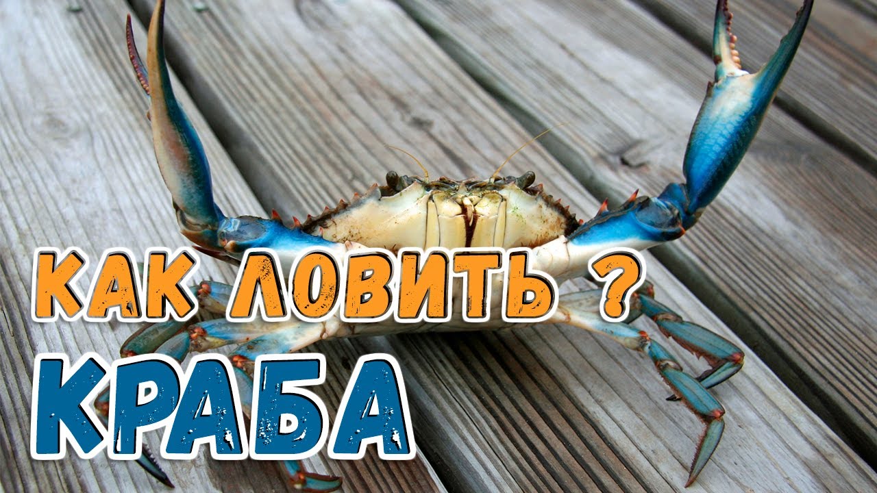 ГОЛУБОЙ КРАБ, как и где его ловить ?