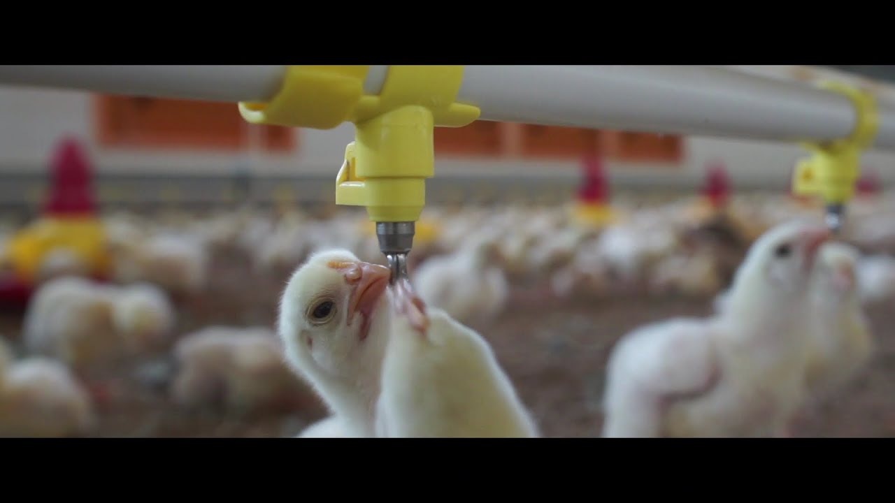 HŐSTERMELŐK #4 – A trágya hasznosítása