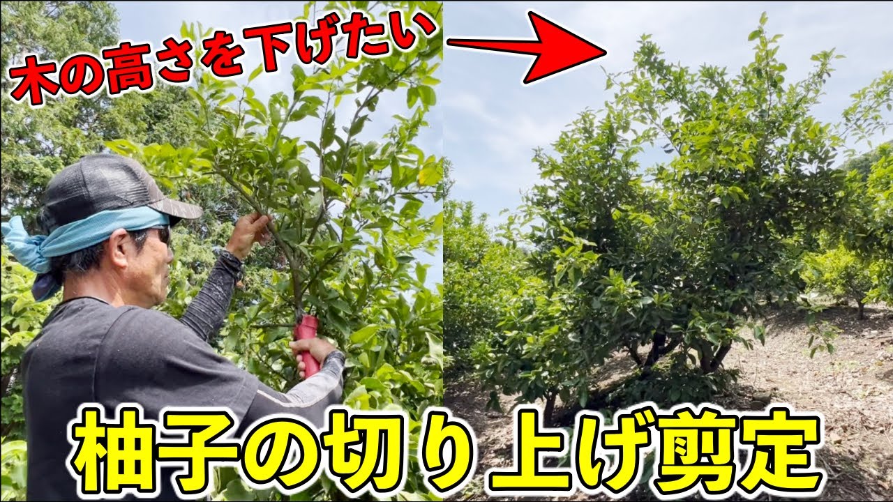 【柑橘剪定シリーズ】高さを下げるときはどうするの！？柚子の剪定！切り上げ剪定！【長崎県 みかん農家 平田守さん】