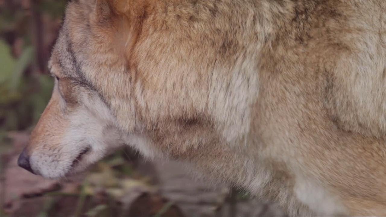 from majestic predators to loyal companions. The difference between wolves and dogs
