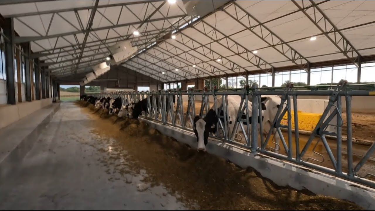 Training Cows from the Lely Robot 