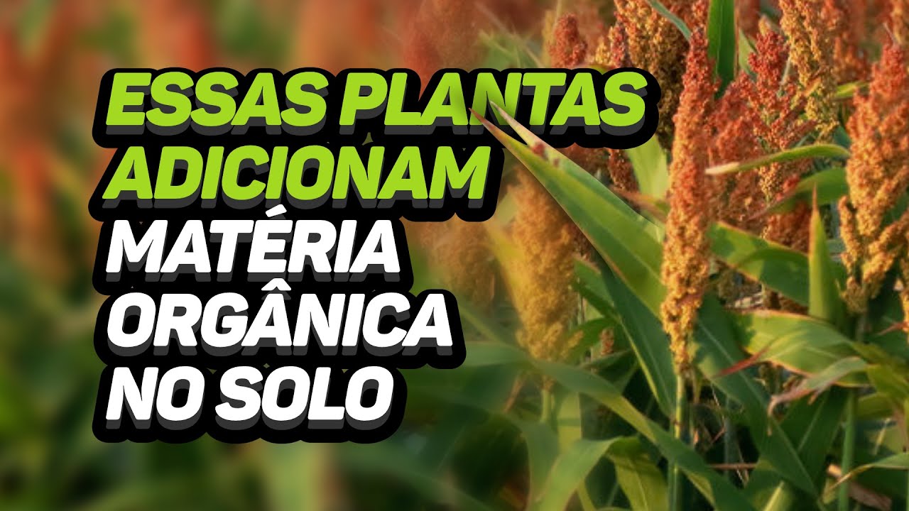 ESSAS PLANTAS ADICIONAM MAT&Eacute;RIA ORG&Acirc;NICA NO SOLO