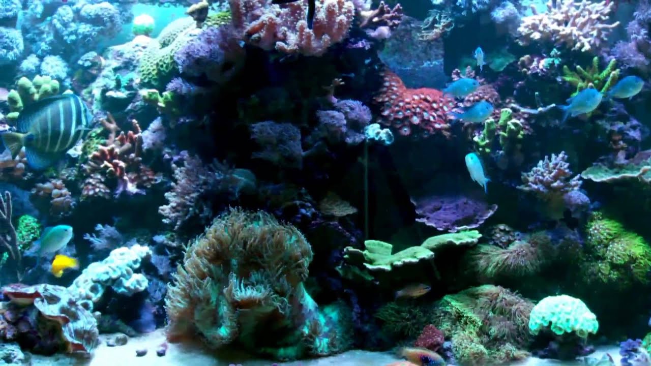 Ganzel's Reef Tank - 130 g. - 70 g. sump - July 2009 - saltwater aquarium HD