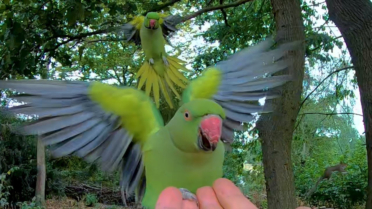 Hand Feeding 5 Parakeets in 10 Seconds - London GoPro - Rose-ringed parakeet (Psittacula krameri)