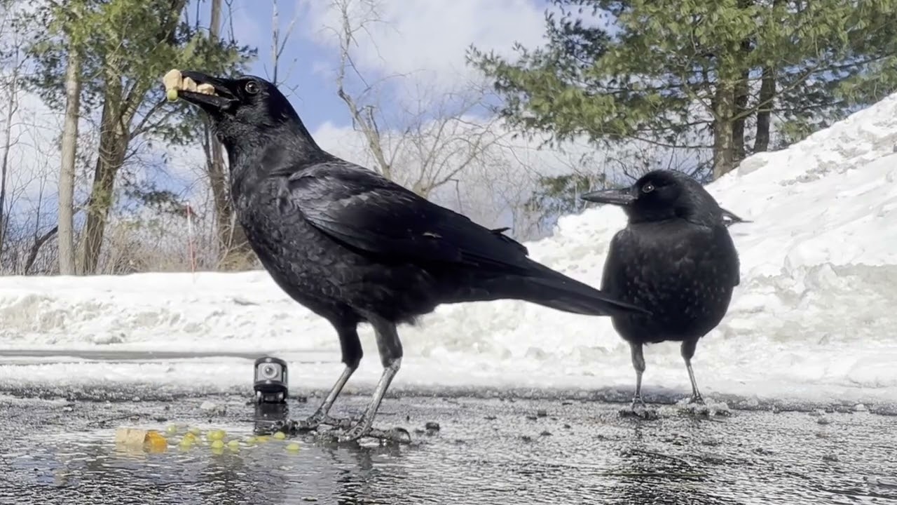goof jr. always waiting patiently to eat #peckingorder #babybirds #murderofcrows #feedingcrows 