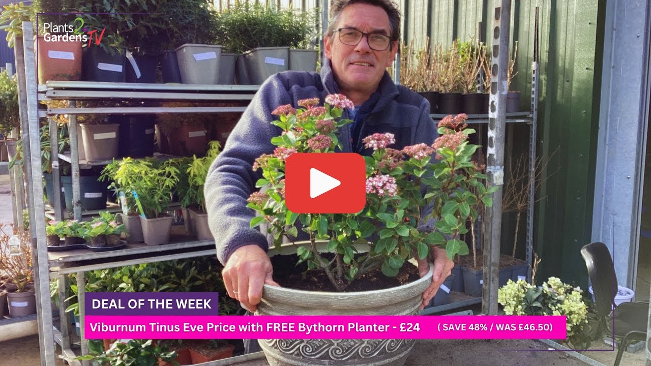 How To Plant Viburnum Tinus