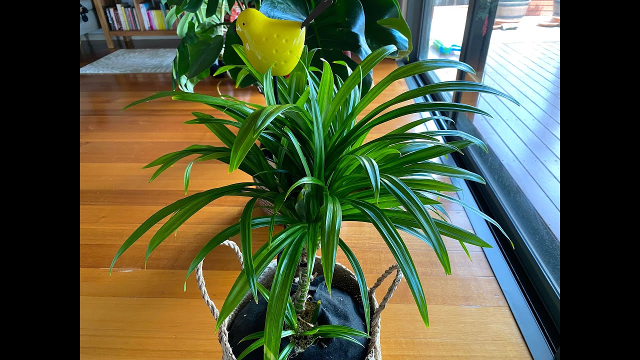 Growing Pandan Plant in Cool Climate