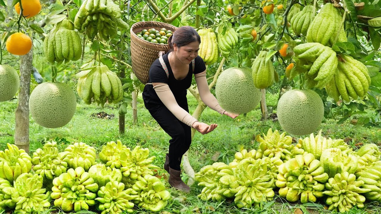 Satisfying Village Life🌿Harvesting Many Buddha's Hand Fruit, Melon, Orange...Go To Sell | Farm 4K