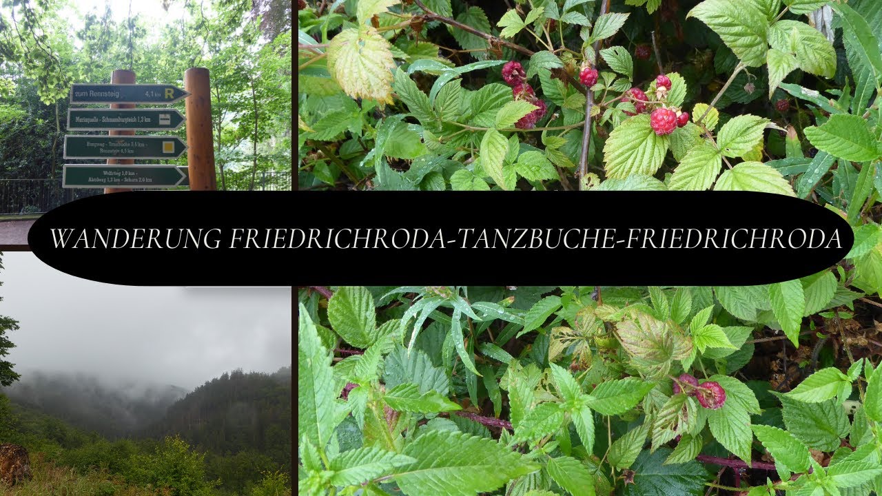 🥾Wanderung im Regen von Friedrichroda zur Tanzbuche, Thüringer Wald