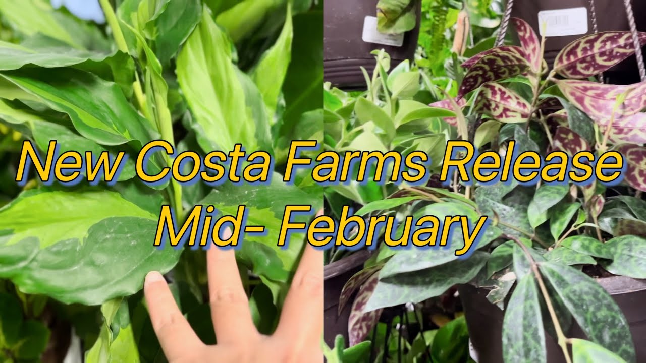 NEW Costa Farms Mid February Plant Release!!!