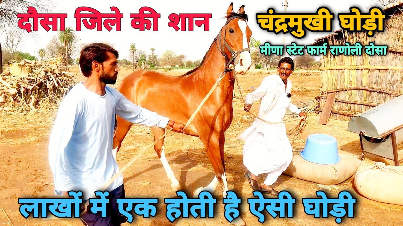 दोसा जिले की शान चंद्रमुखी घोड़ी,लाखों में एक होती है ऐसी घोड़िया/मीणा स्टेट फार्म राणोली दोसा