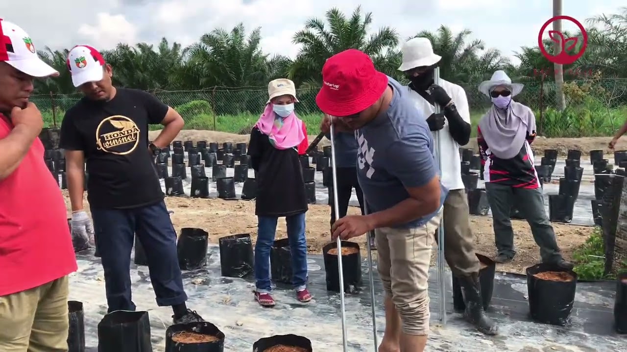 Jangan buat silap lagi!!! Teknik yang betul pasang pancang “X” tanam Cili Fertigasi.  mesti tonton!