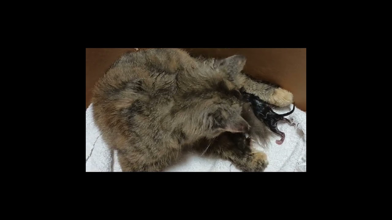 cat crying/screaming while giving birth/ 5th time/5 cute little kittens