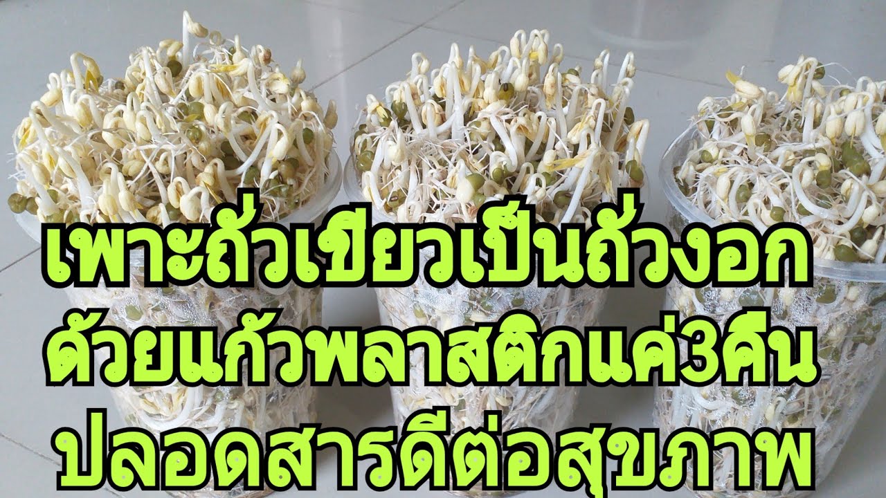 วิธีเพาะถั่วงอกในแก้วพลาสติกง่ายๆปลอดสาร3คืนเต็มแก้วคุณเองก็ทำได้