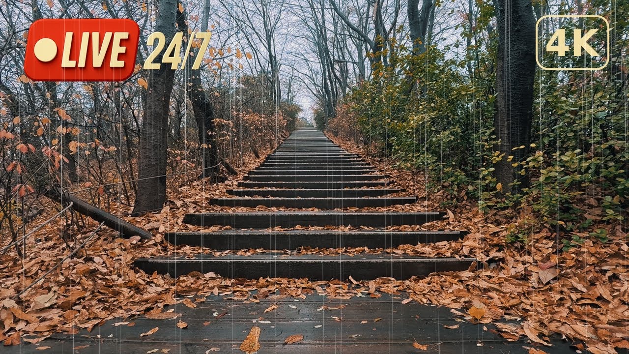 4K Light Autumn Rain Live for Fast Sleep: Relaxing Rain Sounds & Ambience