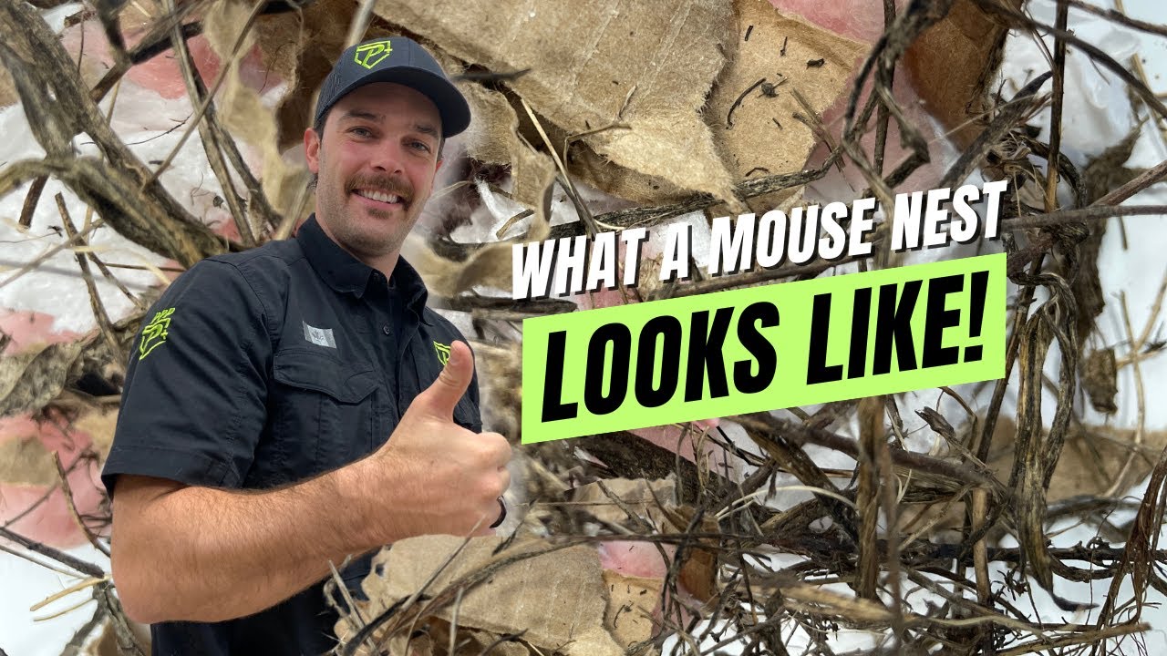 What Mouse Nest Looks Like!