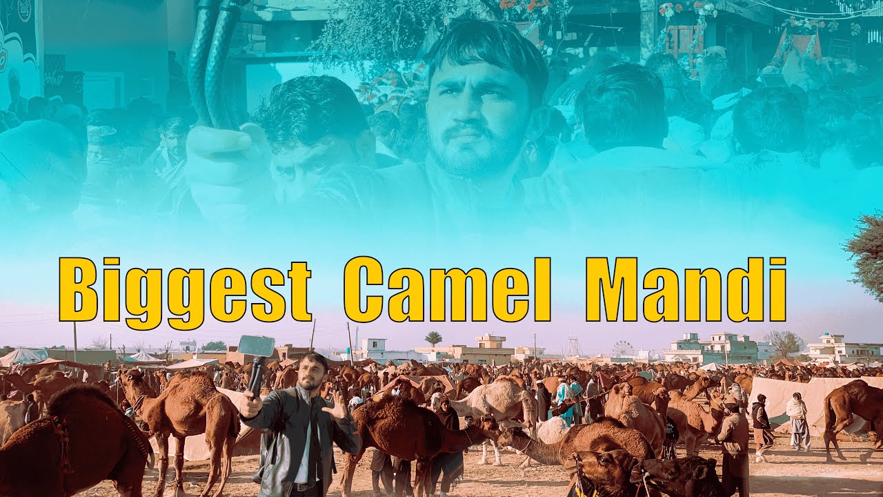 biggest camel's Mandi in Asia pakistan||maila kalyam 2026 || pakistani cultural event #mnaseries