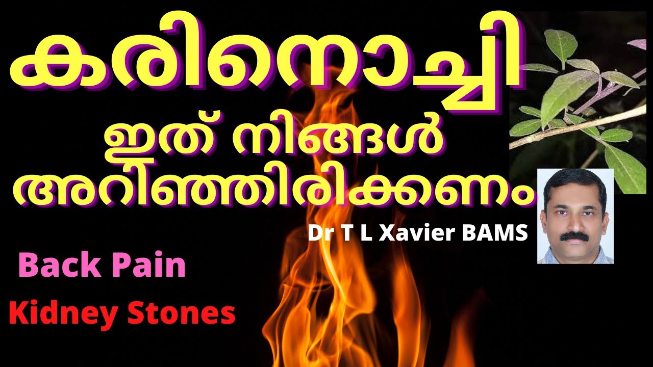 Karinochi Leaves: How To Relieve Back Pain Naturally Dr T L Xavier