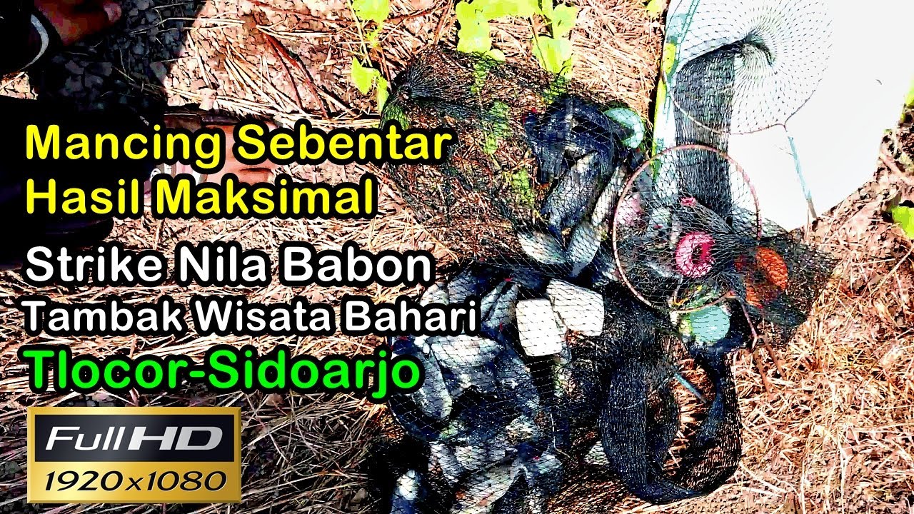 Mancing Sangat Jauh Bersama Youtuber Pasuruan ARP ANGLER Di Tambak Wisata Bahari Tlocor-Sidoarjo